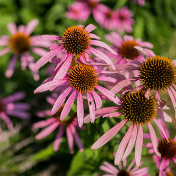 Narrow-Leaved Coneflower perennial plant for sunny gardens and naturalistic landscaping