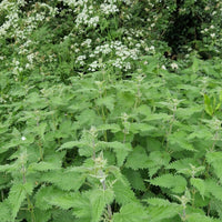 Common stinging nettle Urtica dioica with green toothed leaves
