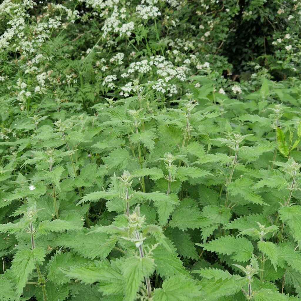Stinging nettle herb garden seeds for garden planting