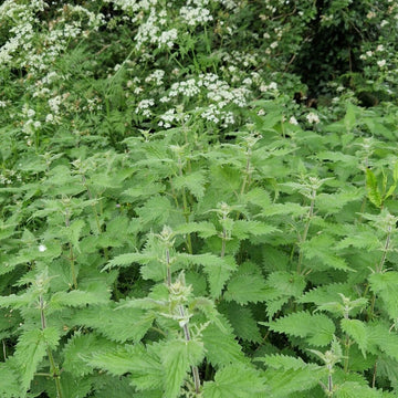 Stinging nettle herb garden seeds for garden planting