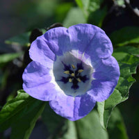 Nicandra physalodes Seeds – Shoo-Fly Garden Flower Plant