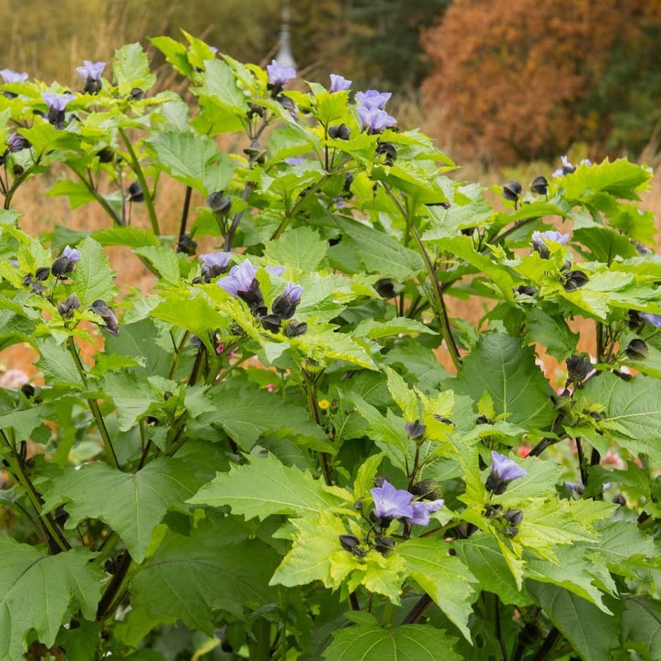 Shoo-Fly Plant Seeds – Nicandra physalodes Garden Flower Plant