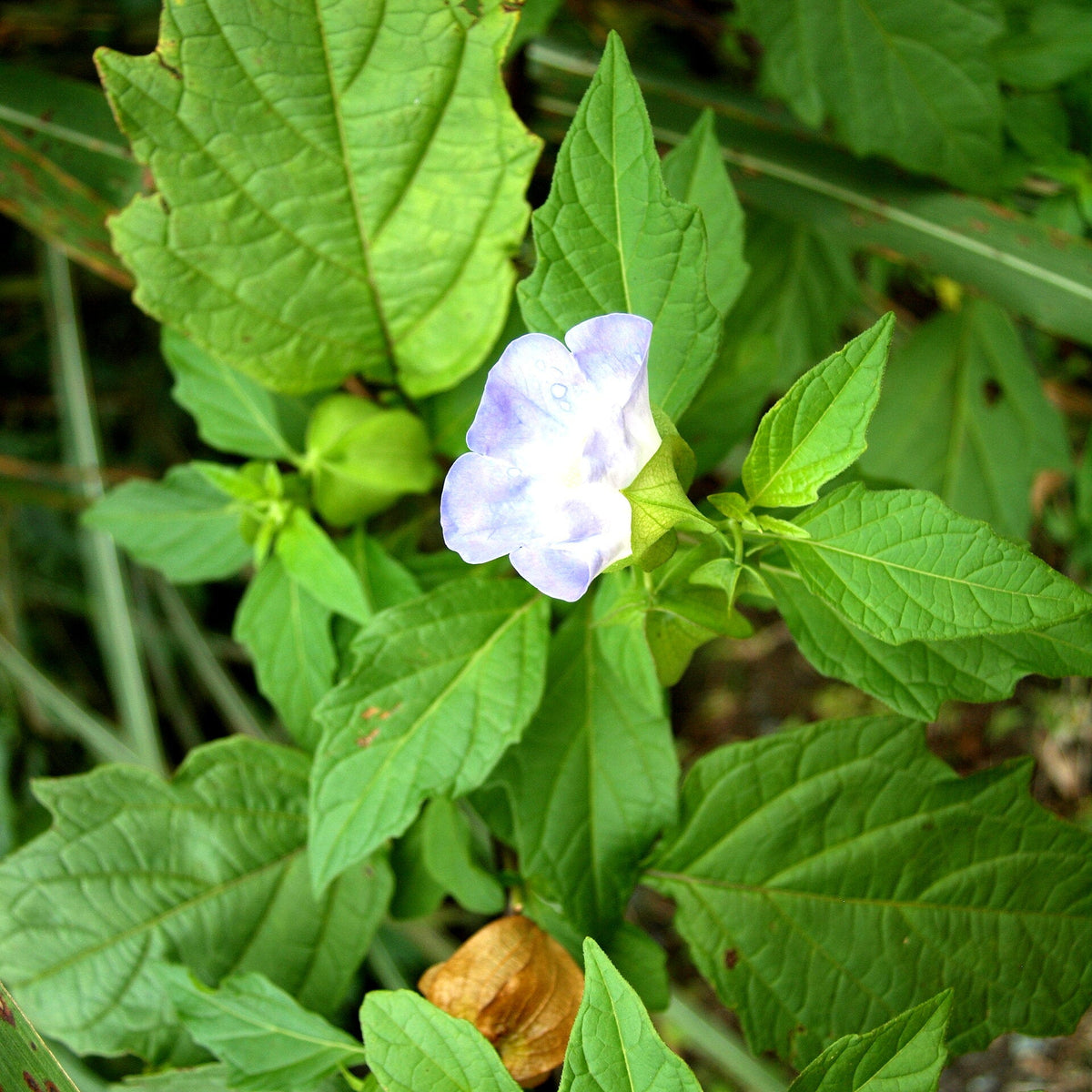 Nicandra physalodes Shoo-Fly Plant with broad green leaves, pale blue-violet flowers, and lantern-like fruit structures in a garden