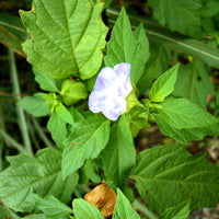 Nicandra physalodes Shoo-Fly Plant with broad green leaves, pale blue-violet flowers, and lantern-like fruit structures in a garden