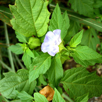 Nicandra physalodes Shoo-Fly Plant with broad green leaves, pale blue-violet flowers, and lantern-like fruit structures in a garden