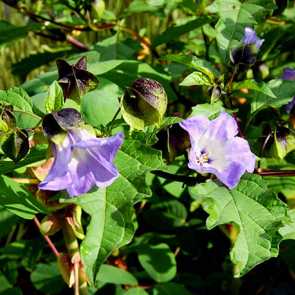 Nicandra physalodes Seeds – Shoo-Fly Garden Flower Plant