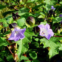 Nicandra physalodes Seeds – Shoo-Fly Garden Flower Plant