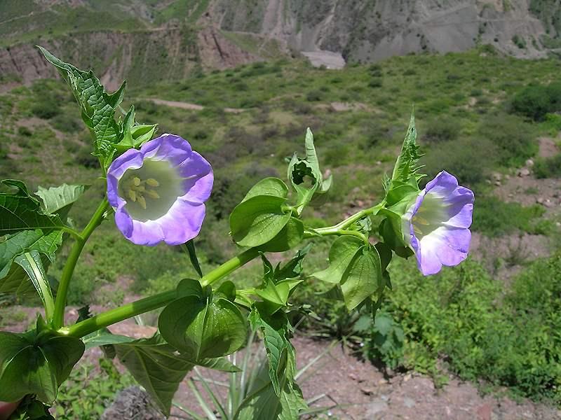 Shoo-Fly Plant Seeds – Nicandra physalodes Garden Planting Seeds