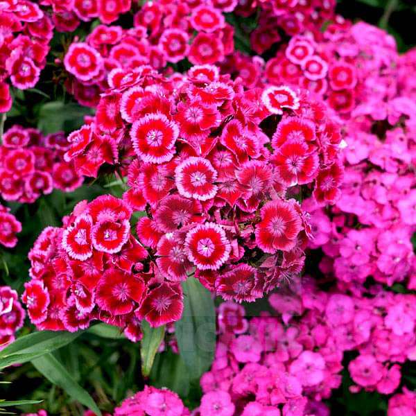 Sweet William – Colorful Wildflower Garden Seeds