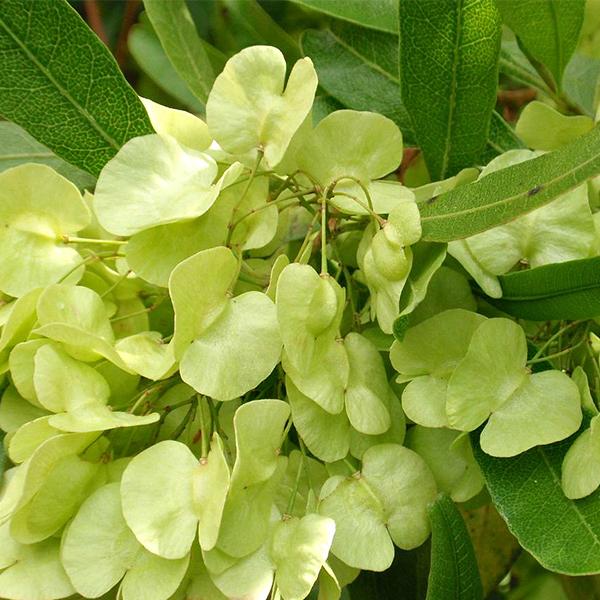 Hopbush, Dodonaea viscosa Seeds for Natural Landscape Gardens