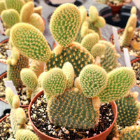 Rabbit Ear Plant Opuntia Microdasys – Succulent Cactus Garden Seeds