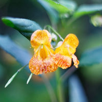 Orange Jewelweed Impatiens capensis flowering annual with spotted orange hanging flowers, broad green leaves, and succulent stems
