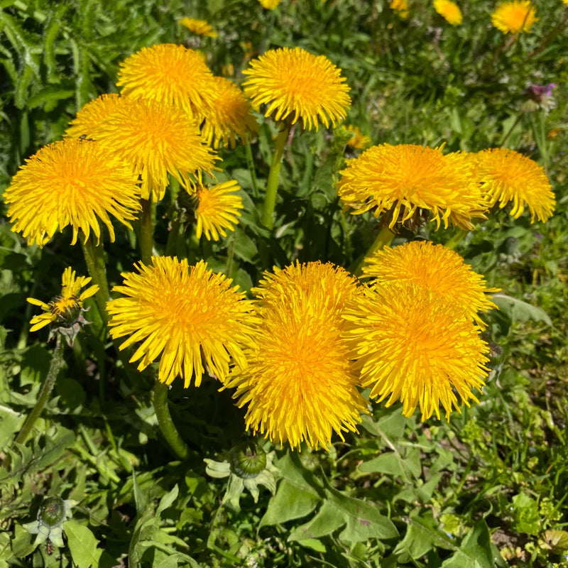 Wild Dandelion Taraxacum officinale seeds for garden planting