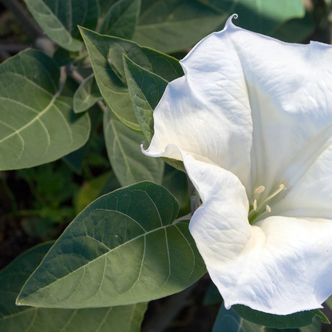 White trumpet-shaped Datura inoxia Moonflower blooms with broad green leaves