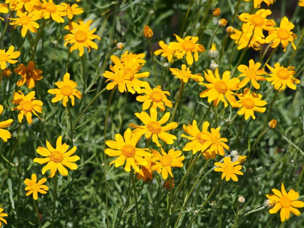 Oregon Sunshine – Bright Wildflower Garden Seeds