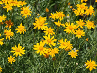 Oregon Sunshine – Bright Wildflower Garden Seeds