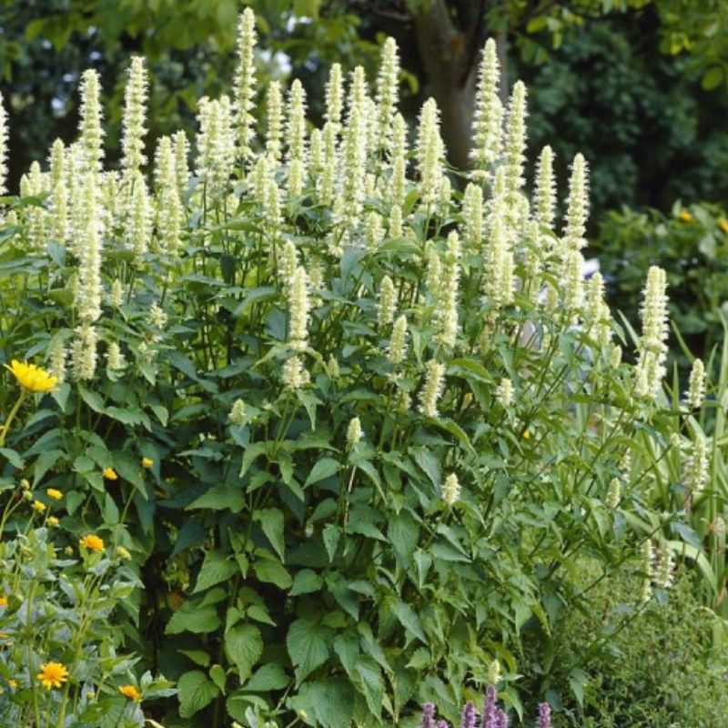 Yellow Giant Hyssop Agastache nepetoides perennial plant with tall green stems, broad toothed leaves, and pale yellow flower spikes