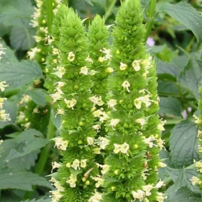 Yellow Giant Hyssop Seeds, Agastache nepetoides for Flower Gardens