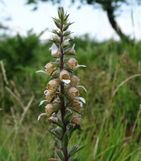 Organic Grecian Foxglove Seeds,Digitalis lanata  Woolly Foxglove for Botanical Gardens