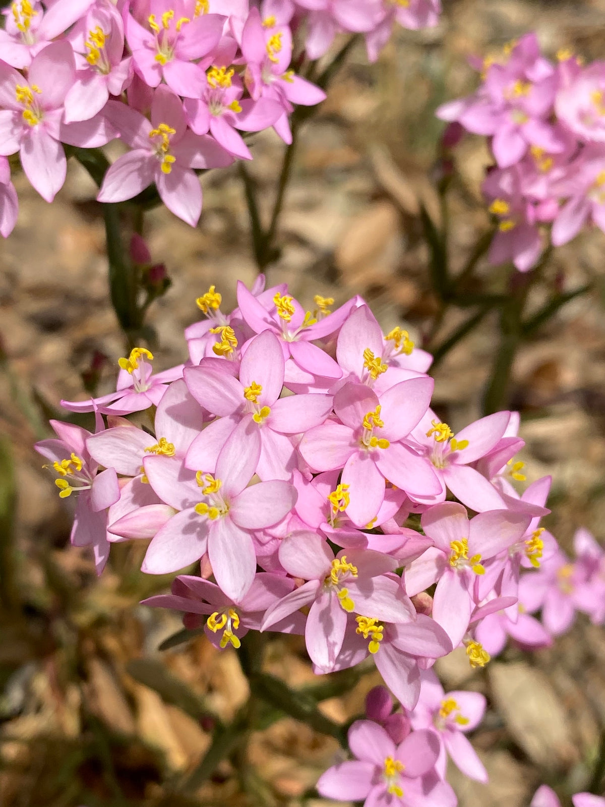 European Centaury Seeds ,Centaurium erythraea  Organic Wildflower Seeds