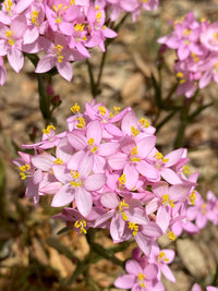 European Centaury Seeds ,Centaurium erythraea  Organic Wildflower Seeds