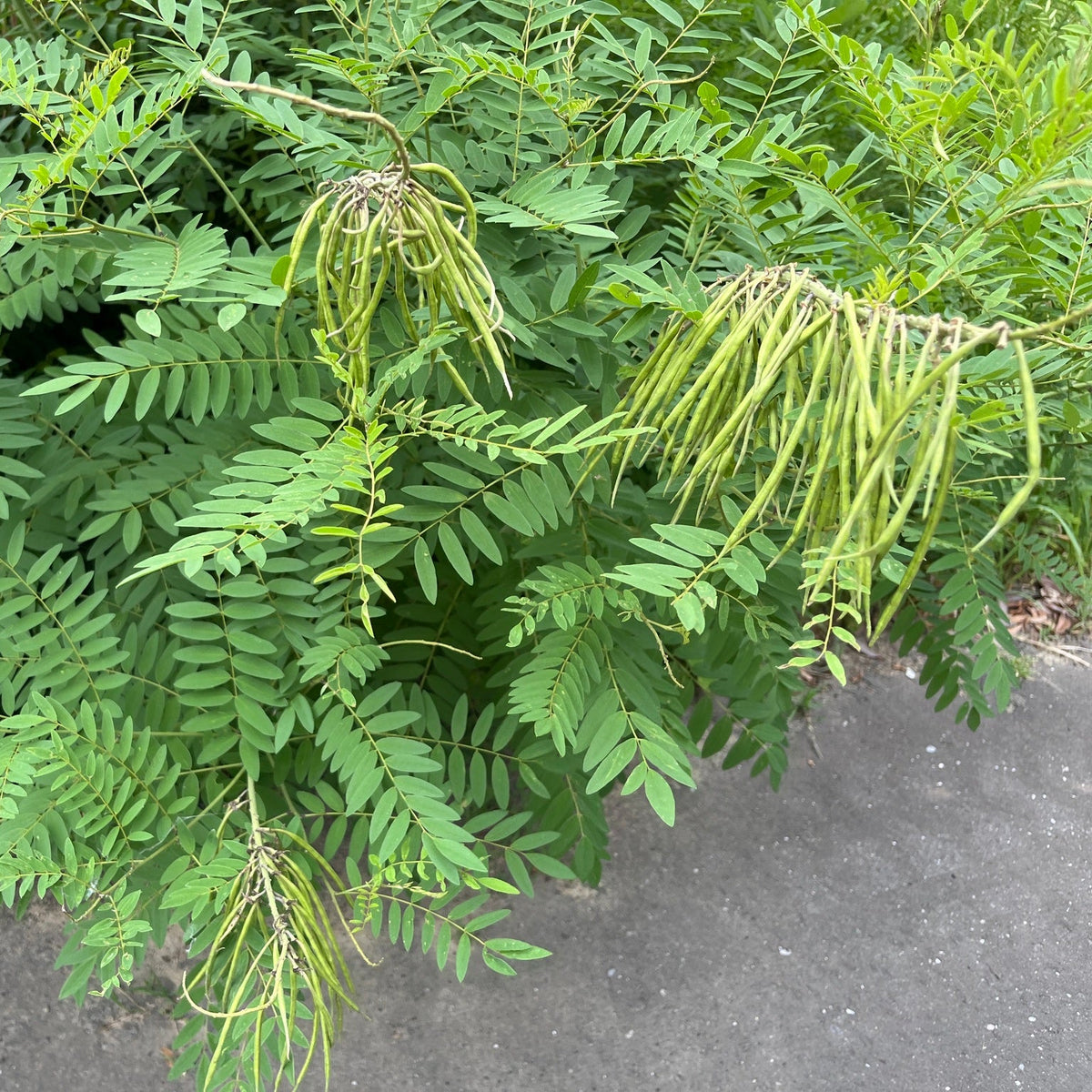 Sophora flavescens plant seeds, also known as Ku Shen herb, for garden growing