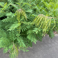 Sophora flavescens plant seeds, also known as Ku Shen herb, for garden growing