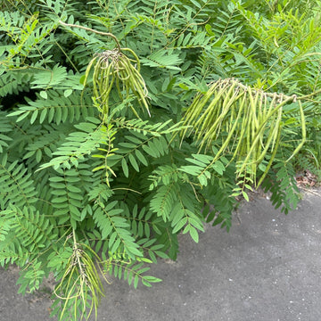 Sophora flavescens plant seeds, also known as Ku Shen herb, for garden growing