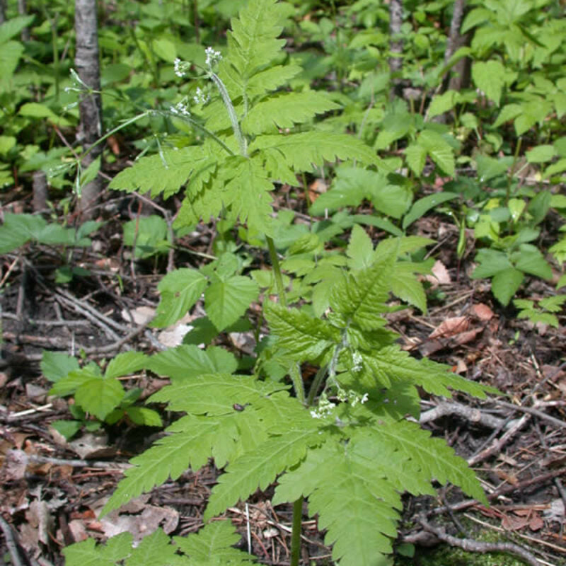 Osmorhiza occidentalis Seeds – Western Sweetroot Perennial Plant for Native Gardens