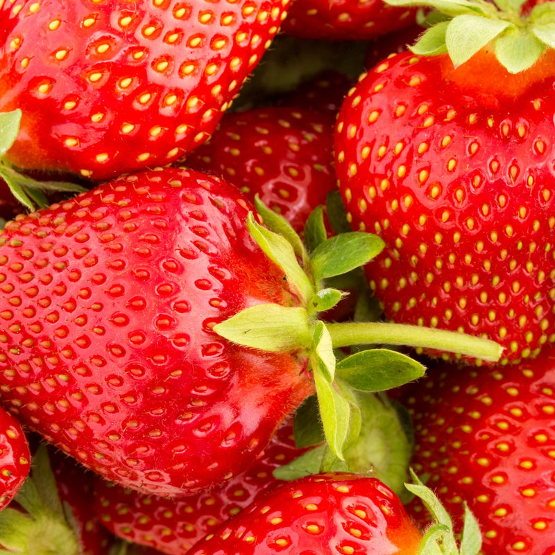 Chandler Strawberry Seeds – Heirloom, Non-GMO, High-Yield Garden Variety