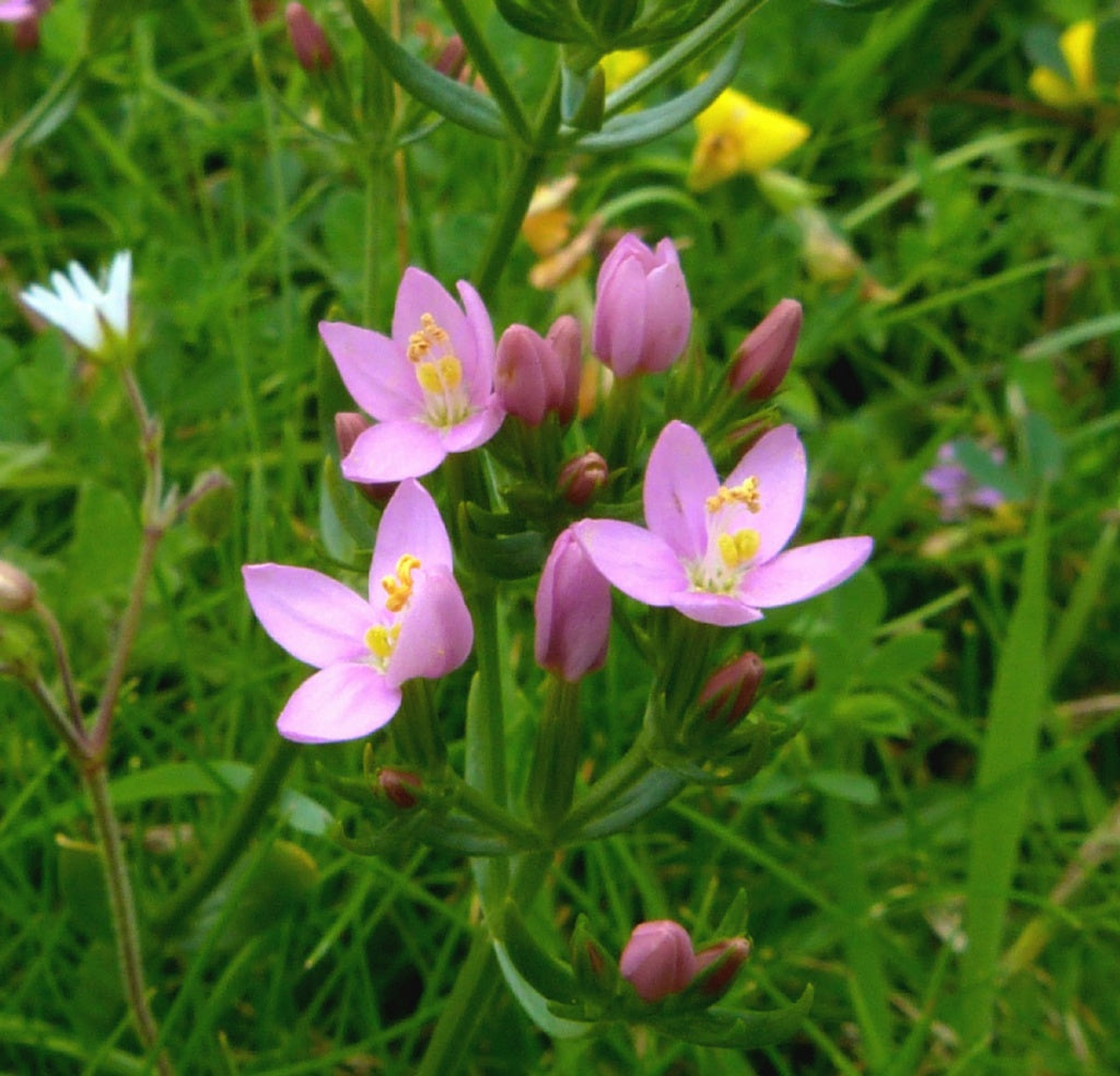 European Centaury Organic Seeds ,Centaurium erythraea for Natural Garden Planting