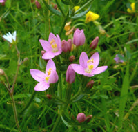 European Centaury Organic Seeds ,Centaurium erythraea for Natural Garden Planting