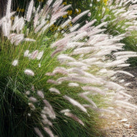 White Fountain Grass Seeds, Pennisetum Setaceum ‘Alba’ Elegant Ornamental Landscaping Grass Seeds