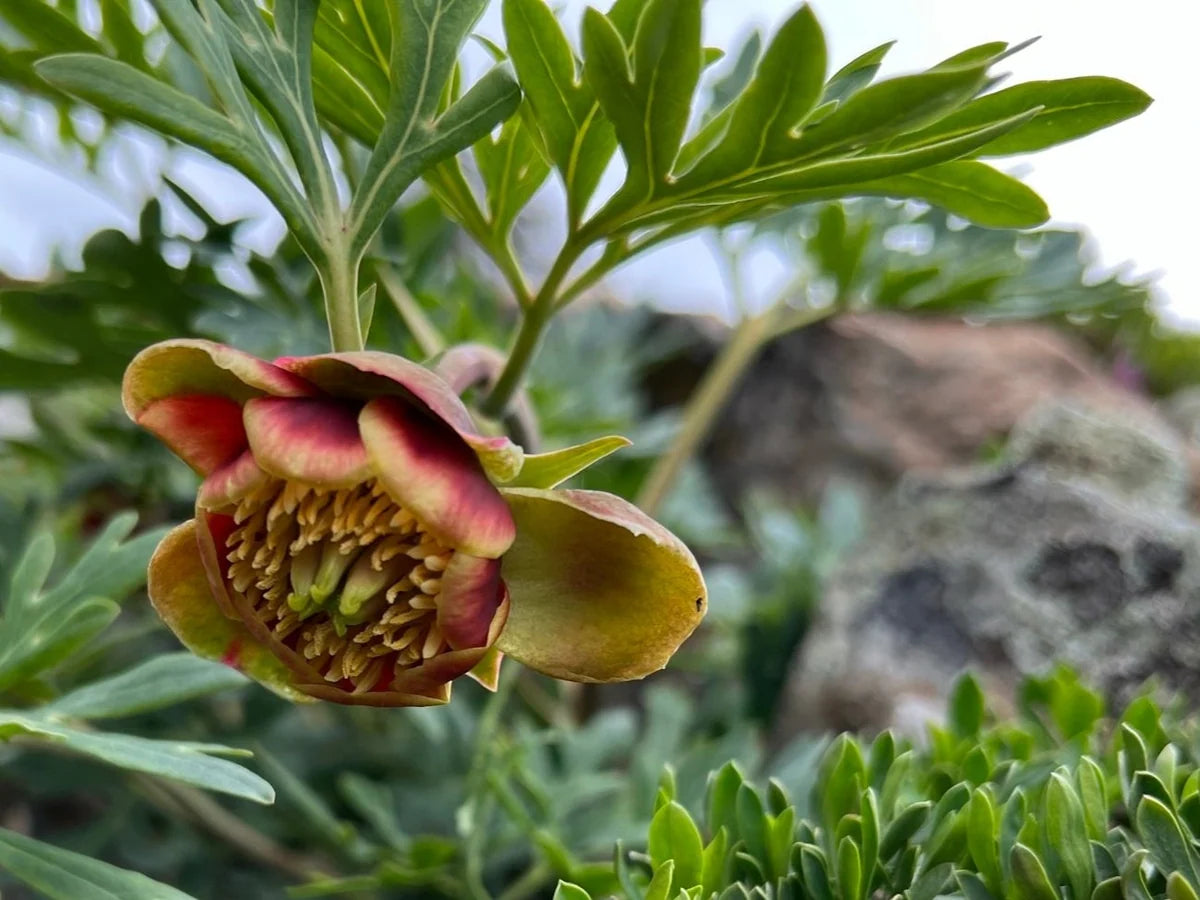 Western Peony Paeonia brownii plant with divided green foliage and nodding maroon flowers