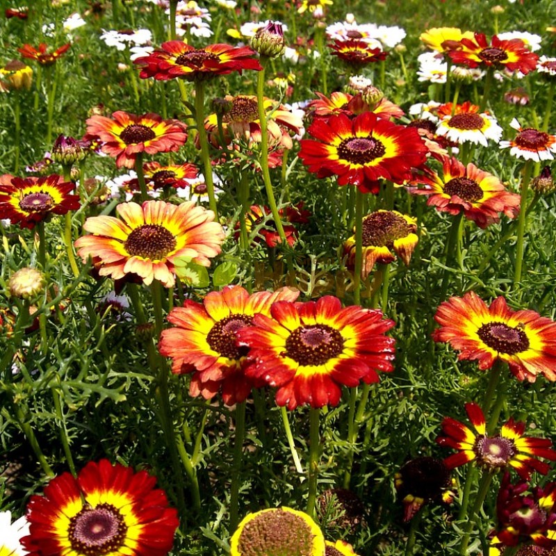 Painted Daisy – Colorful Wildflower Garden Seeds