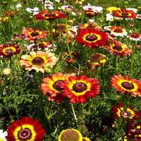 Painted Daisy – Colorful Wildflower Garden Seeds