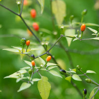 Puta Madre Pepper Seeds – Capsicum chacoense Planting Seeds