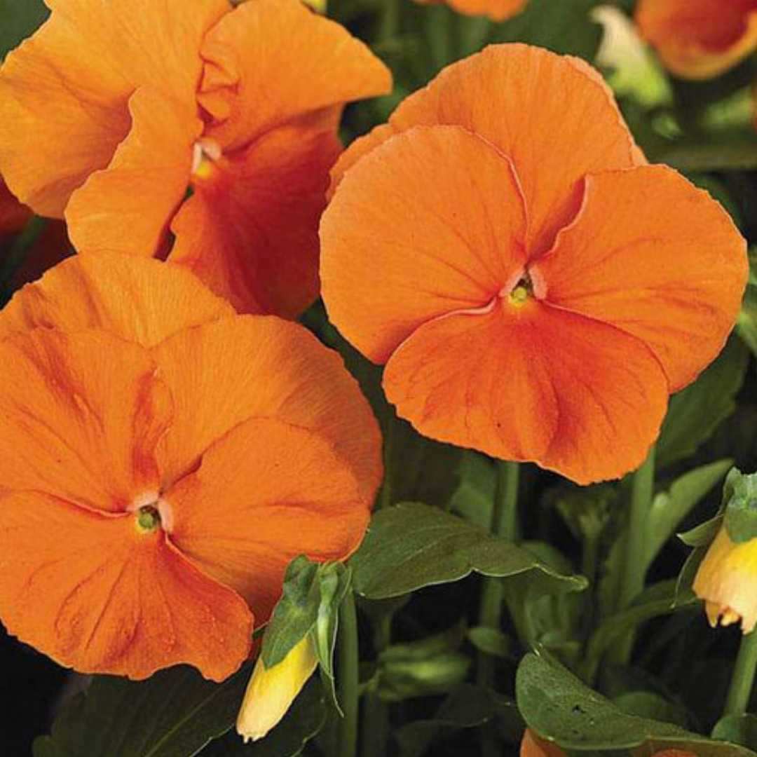 Pansy Flower seeds for Planting Cut Flower Favorite Heirloom & GMO Free Seeds for Home Garden
