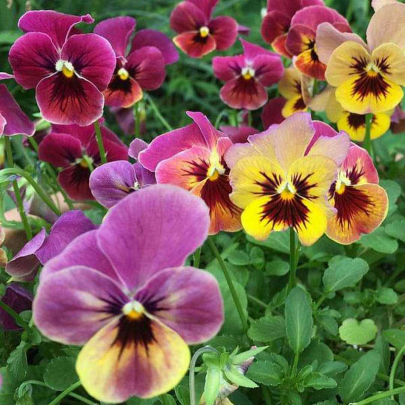 Mixed Color Pansy Flower seeds for Planting - Cottage Garden Essential, Heirloom & GMO Free Seeds for Home Garden