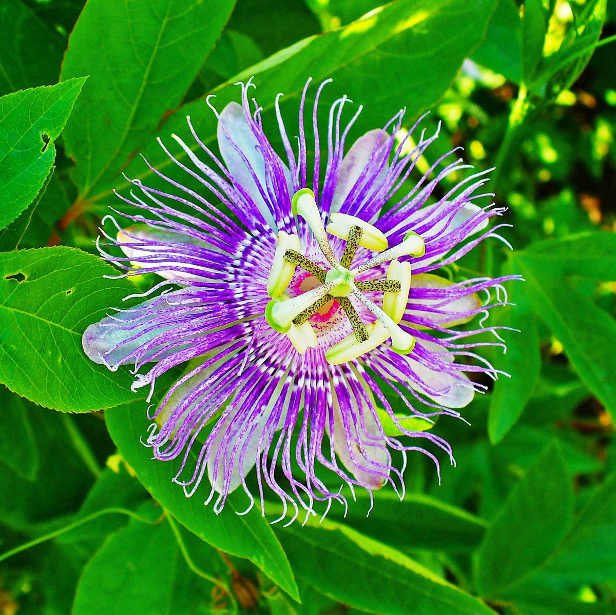 Passion Flower – Climbing Vine Flower Seeds for Garden