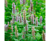 True Patchouli Pogostemon cablin Herb Seeds for Fragrant Gardens and Outdoor Planting