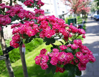 English Hawthorn Seeds – Crataegus laevigata Flowering Tree