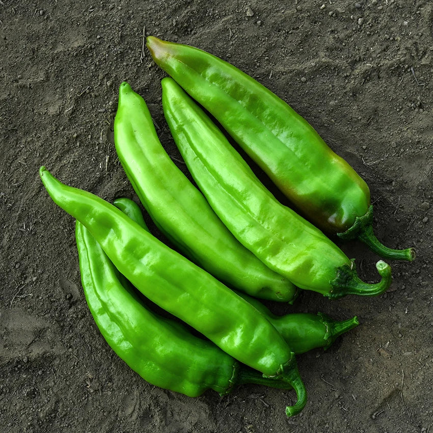 Big Jim Pepper Seeds – Capsicum annuum Garden Planting Seeds