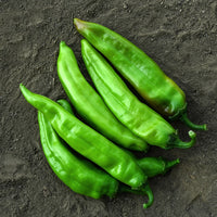 Big Jim Pepper Seeds – Capsicum annuum Garden Planting Seeds
