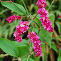 Kiss-Me-Over-the-Garden-Gate Persicaria orientalis flower seeds for ornamental garden planting








Do you like this personality?