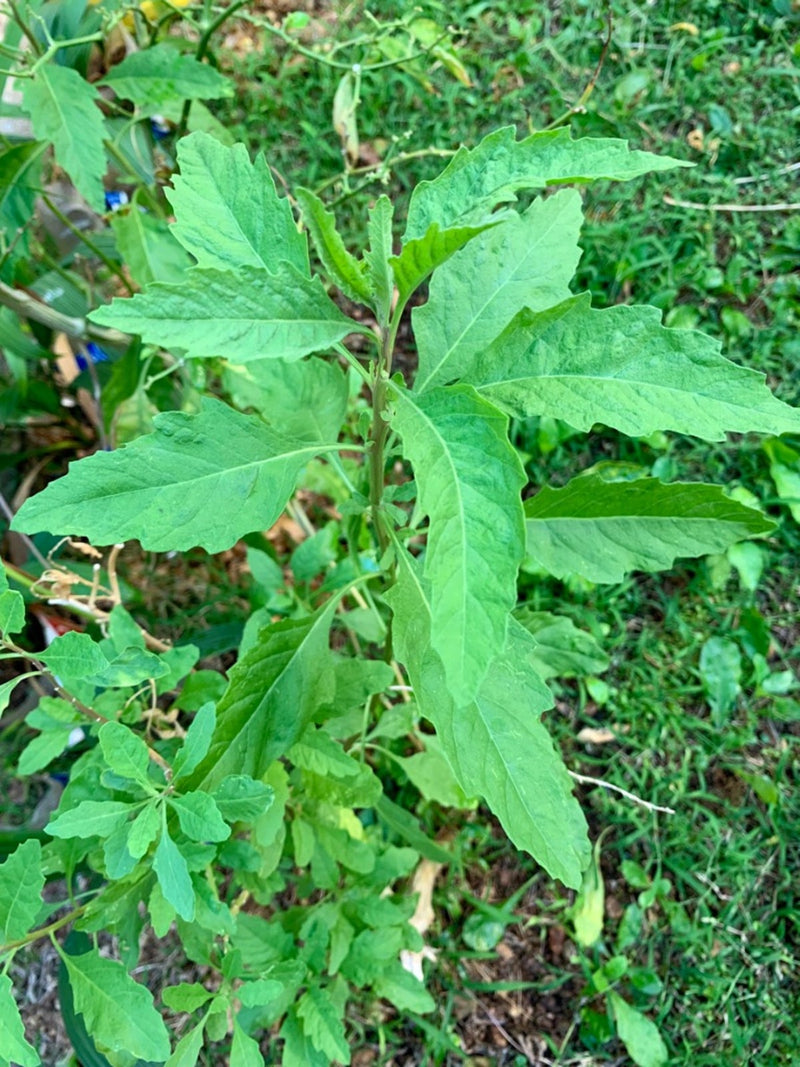 Organic Epazote (Chenopodium ambrosioides, also known as Dysphania ambrosioides) herb plant with elongated, irregularly toothed green leaves, branching stems, and small greenish flower clusters growing in a sunny garden.