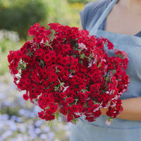Red Drummond Phlox – Colorful Wildflower Garden Seeds