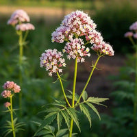 1. Valeriana officinalis perennial herb for home gardens and herb planting areas.
