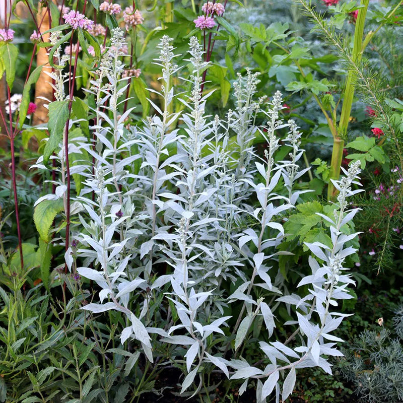 Western Mugwort Artemisia ludoviciana herb garden seeds for growing a perennial foliage plant.