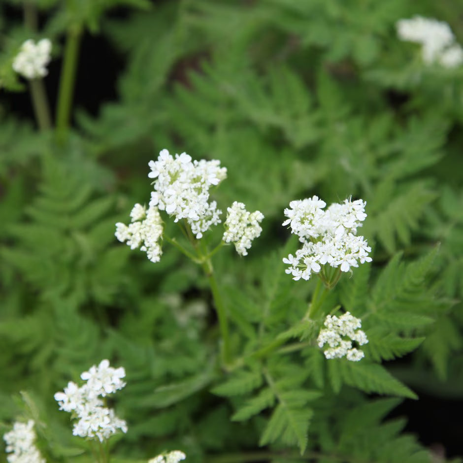 Sweet Cicely Myrrhis odorata perennial herb with finely divided green leaves and delicate white flowers growing in a woodland-style garden